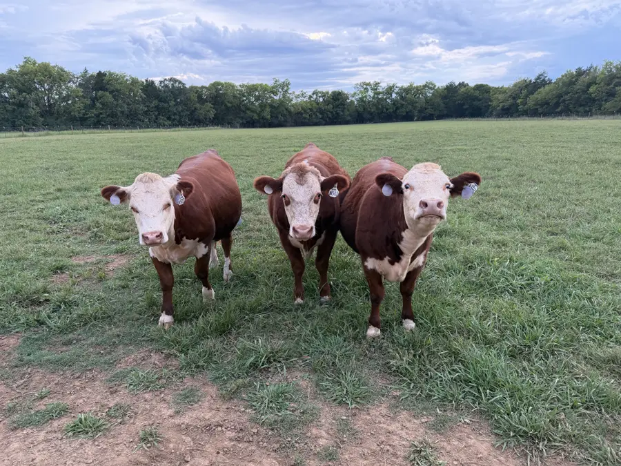 Three Hereford cattle in a pasture