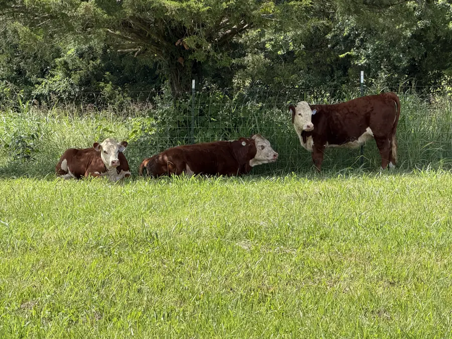 Hereford cattle resting in the shade