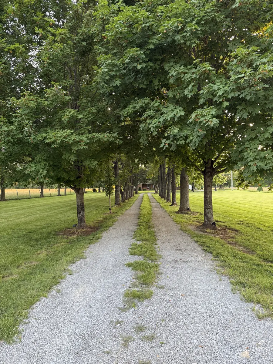 Tree-lined gravel lane at Friga'n Farm